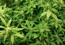 marijuana_plants